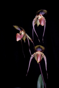 Paphiopedilum Johanna Burkhardt Huntington's Majesty FCC/AOS 90 pts.